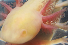 Axolotl close-up