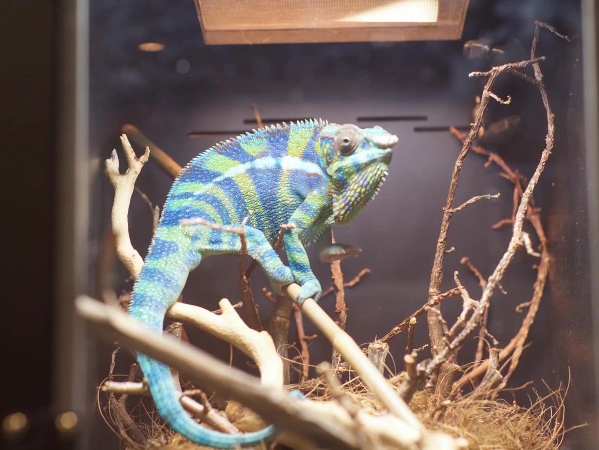 Colorful chameleon on display